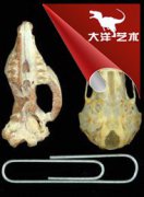 哺乳動物的繁盛與恐龍的滅絕密切相關